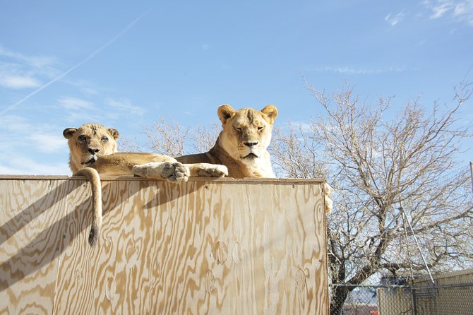 Lion Habitat Ranch Admission Ticket in Las Vegas - What you see during the one-hour visit