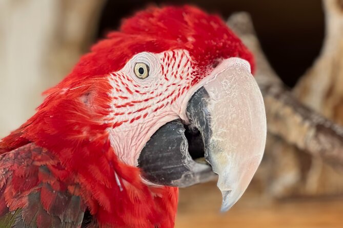 Lion Habitat Ranch Admission Ticket in Las Vegas - Photo opportunities and animal behavior