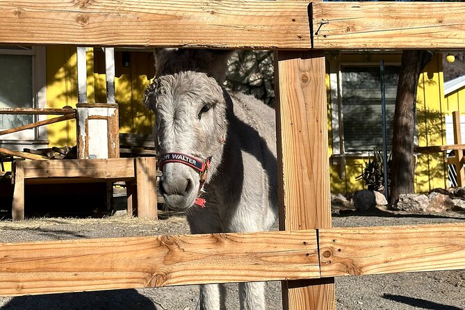 Oatman Mining Camp, Burros, Scenic RT 66 Direct From Las Vegas - Arriving in Oatman during the High Noon show