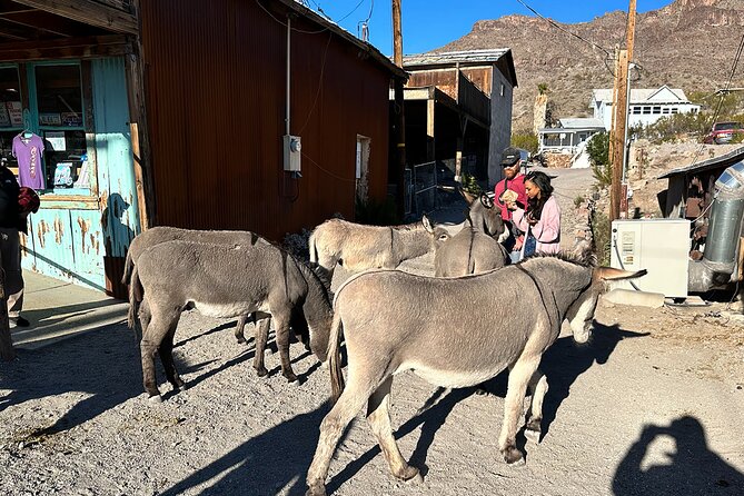 Oatman Mining Camp, Burros, Scenic RT 66 Direct From Las Vegas - Browsing antique shops and taking photographs