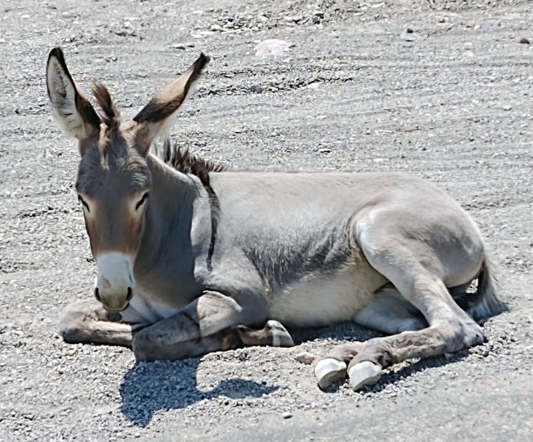 Oatman Mining Village: Burros/Route 66 Scenic Mountain Tour - Is $125 a fair price?
