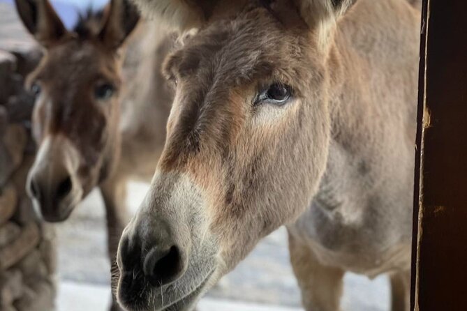 Oatman Old West Town: Route 66, Museum & Black Mountain Drive - Why Oatman makes a good Route 66 day trip