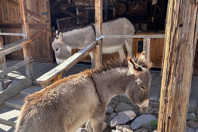 Oatman Old West Town: Route 66, Museum & Black Mountain Drive - How I would plan the day