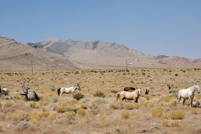 Off Road UTV Adrenaline Experience in Las Vegas - How the guides shape the ride