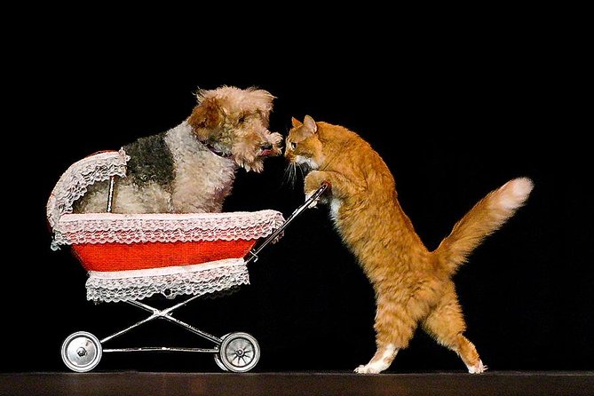 Popovich Comedy Pet Theater at Planet Hollywood Resort and Casino - Seating, sound, and comfort
