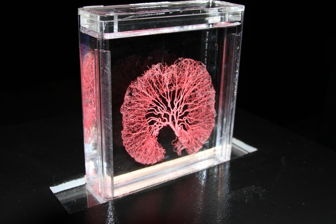 Real Bodies at Horseshoe Las Vegas - Gallery two: the beauty and discomfort of real specimens