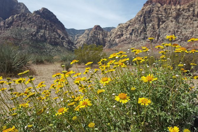 Red Rock Canyon eBike Half-Day Tour - Traffic, weather, and other practical cautions