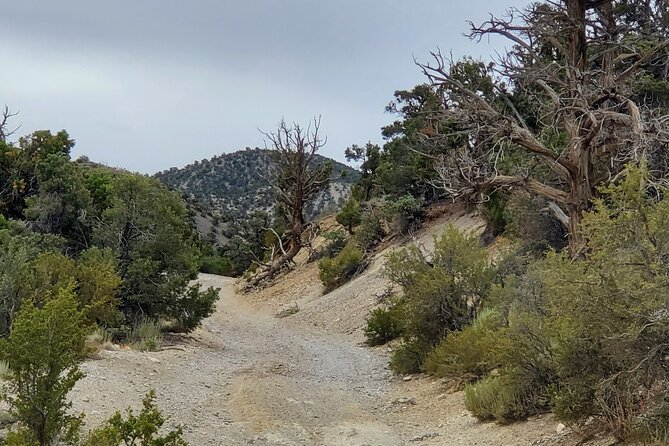 Red Rock Canyon Half Day Jeep Tour Offroad Adventure - Why this Red Rock tour feels different from a scenic drive