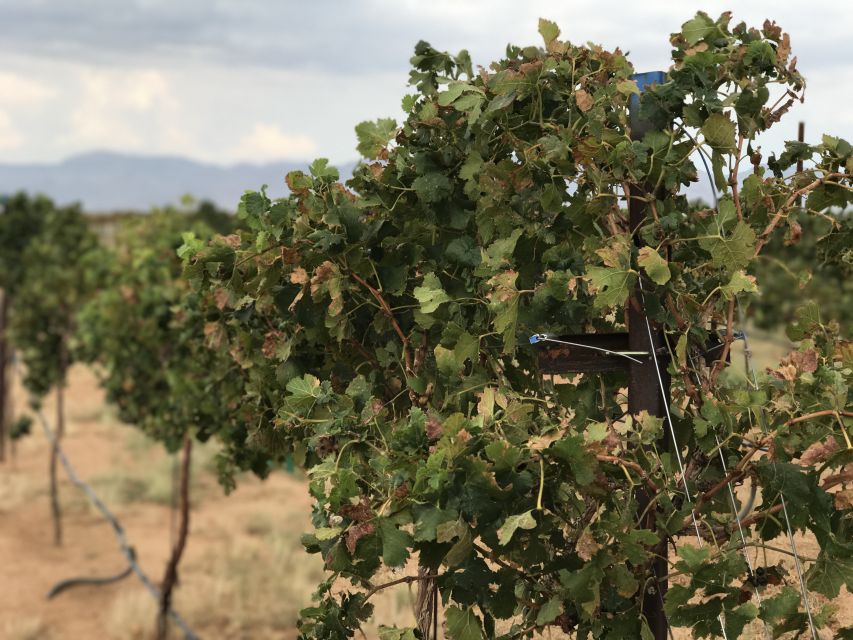 Scenic Desert Wine, Distillery Tastings/Brewery/RT66 & Lunch - Guide service and the small-group difference