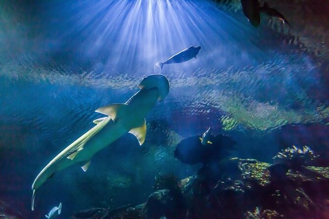 Shark Reef at Mandalay Bay Hotel and Casino - Shark Reef’s Big Payoff: The Shipwreck Tank
