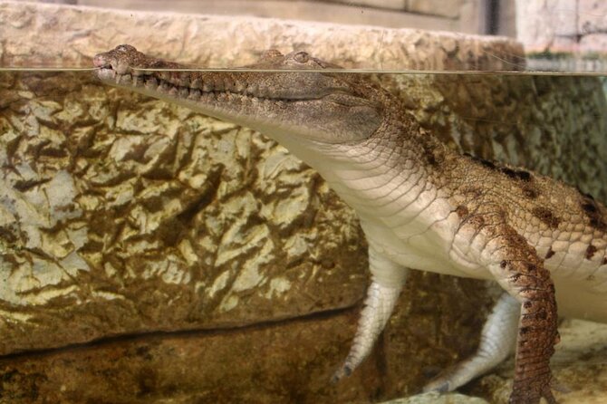 Shark Reef at Mandalay Bay Hotel and Casino - The Undersea Explorer VR Experience Adds About Five Minutes