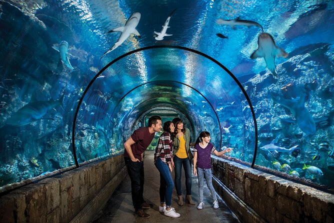 Shark Reef at Mandalay Bay Hotel and Casino - How Long Should You Plan for Shark Reef?