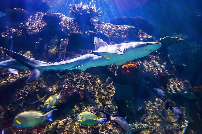 Shark Reef at Mandalay Bay Hotel and Casino - Getting There and Using Your Time Well