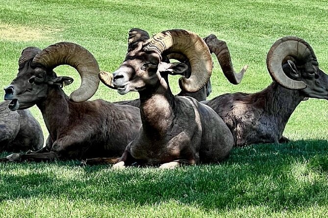 Small Group Max 12 Hoover Dam, 7 Magic Mt. Half Day Express Tour - Hemenway Park and possible bighorn sheep