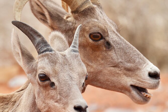 Valley of Fire and Red Rock Canyon Day Tour from Las Vegas - What the guides add to the day