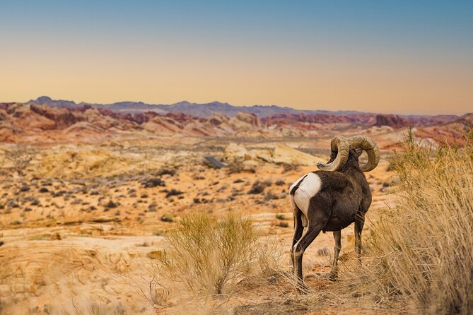 Valley of Fire Sunset Tour from Las Vegas - Who Will Get the Most From This Tour