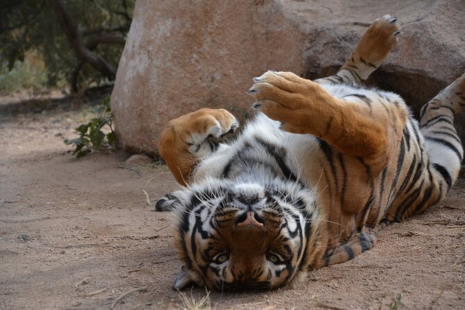Wild Animal Nature Park Scenic Route 66 Crozier Canyon - Meeting the animals across 175 acres