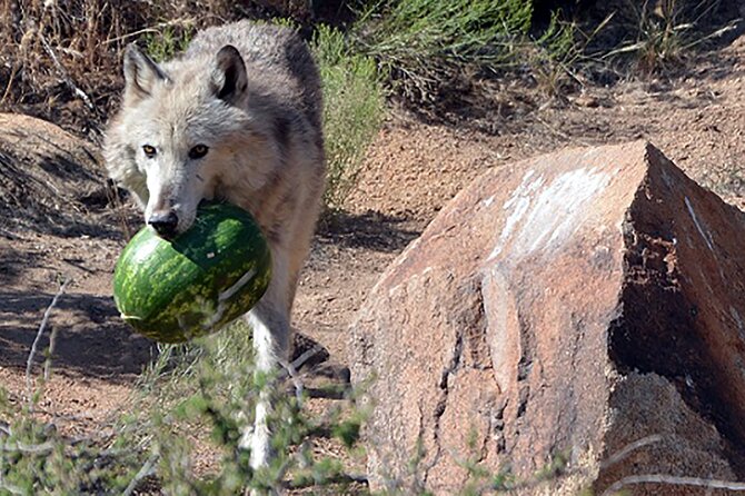 Wild Animal Nature Park Scenic Route 66 Crozier Canyon - What the 1-hour-30-minute sanctuary visit feels like